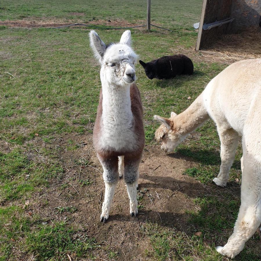 The Alpaca B&B Vergne-Libert Exterior photo