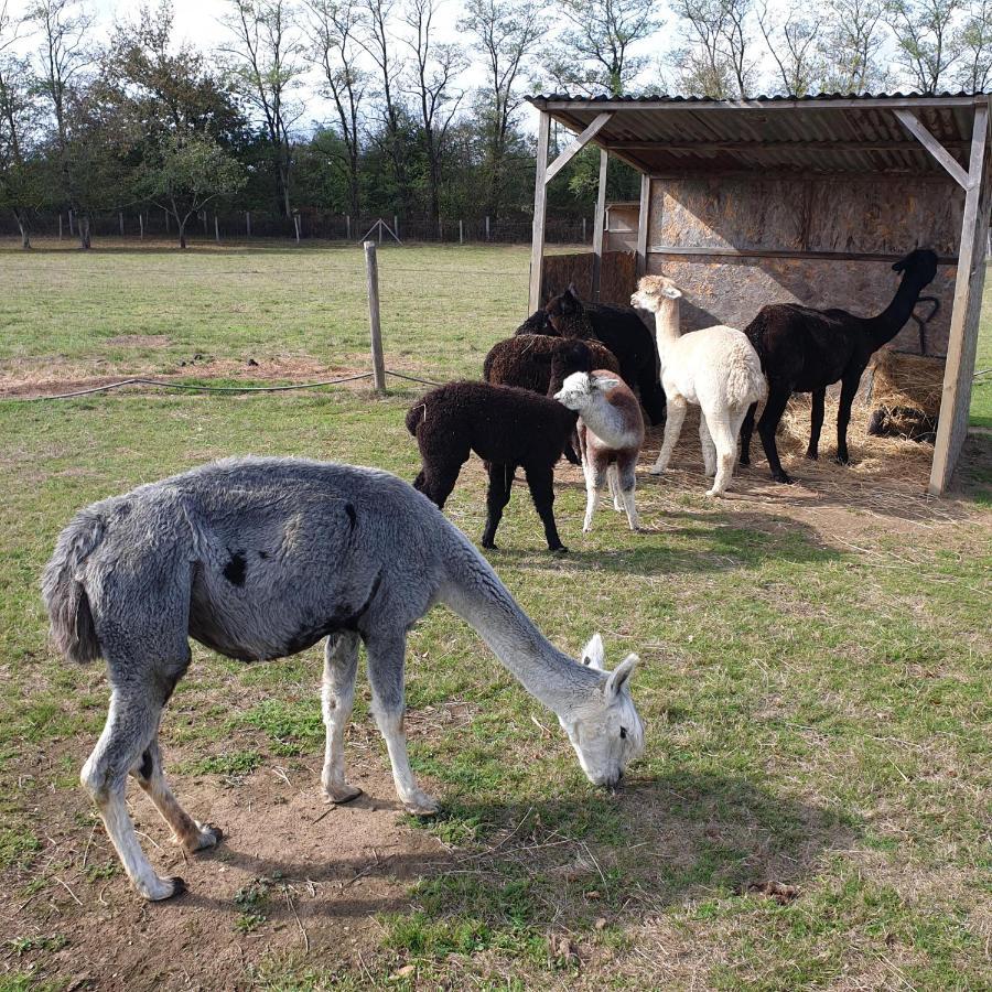 The Alpaca B&B Vergne-Libert Exterior photo