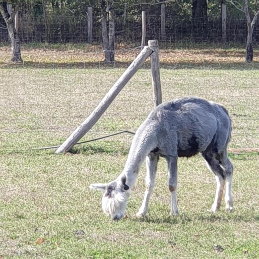 The Alpaca B&B Vergne-Libert Exterior photo