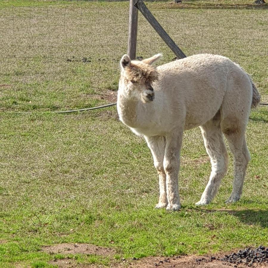 The Alpaca B&B Vergne-Libert Exterior photo